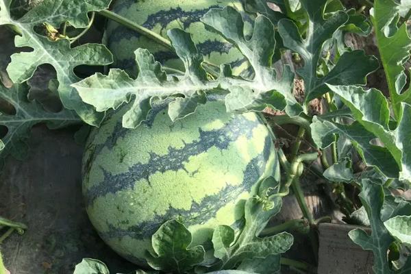 8424西瓜什么时候种植最好
