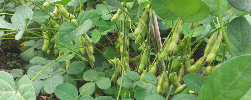 毛豆种植行距和株距