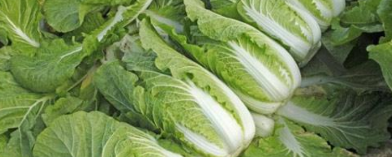 春季白菜施肥技术