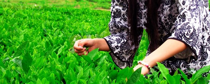 丁香茶产地在哪
