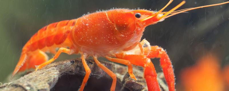 龙虾怎么挑