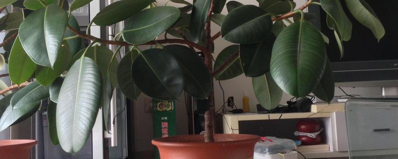 橡皮树怎么种