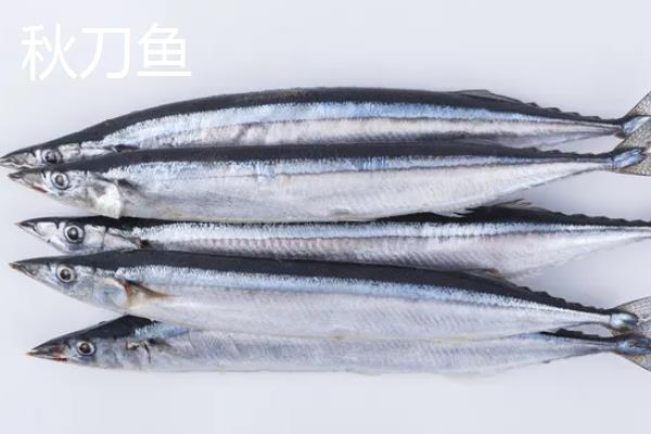 秋刀鱼和青占鱼的区别