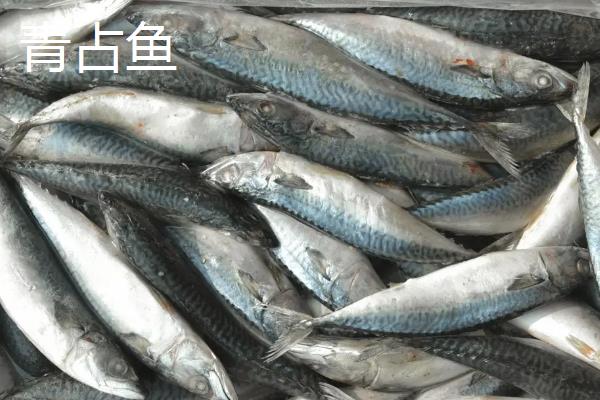 秋刀鱼和青占鱼的区别