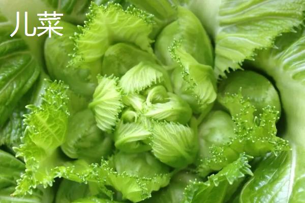 儿菜和榨菜的区别