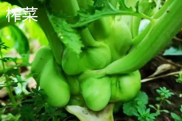 榨菜和儿菜是不是一种菜