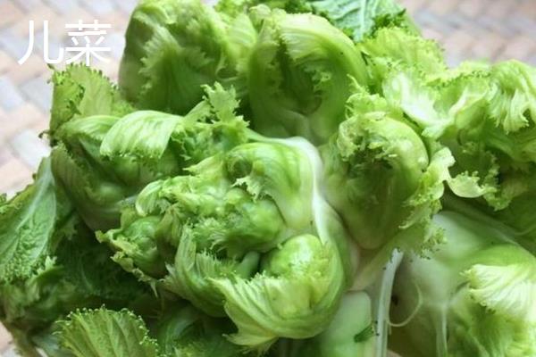榨菜和儿菜是不是一种菜