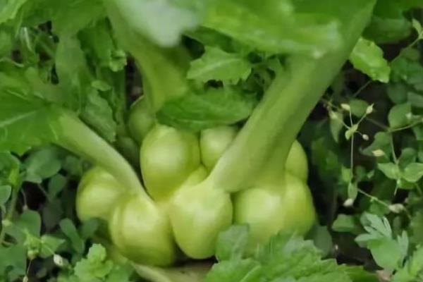 榨菜是什么菜做的