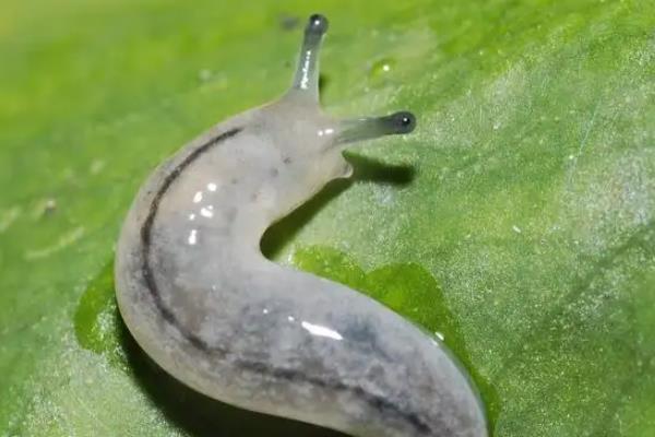 没有壳的蜗牛是什么虫子