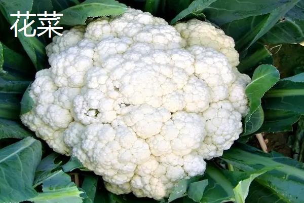 西兰花和花菜的区别