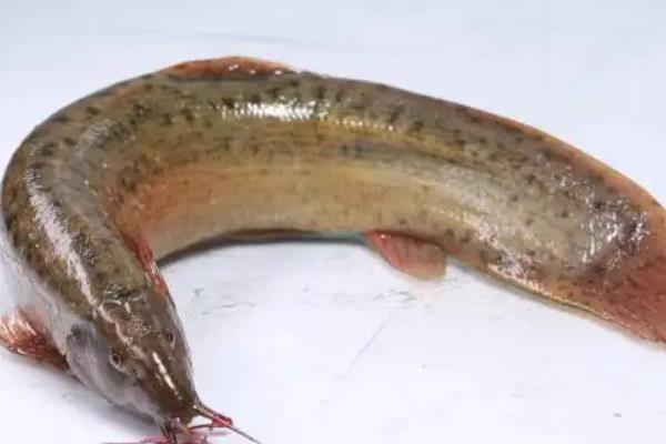 泥鳅吃小鱼苗吗?