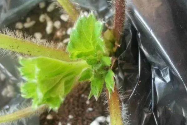 草莓开花到结果成熟要多久