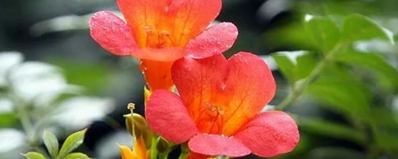 凌宵花怎么种