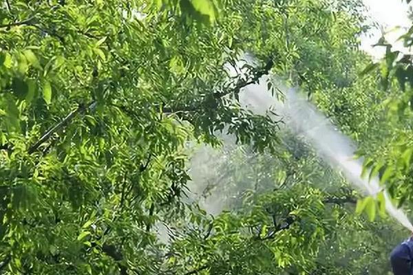 烟碱苦参碱农药功效与作用
