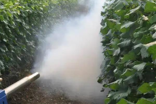 烟碱苦参碱农药功效与作用