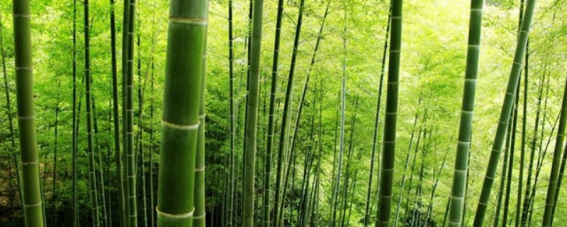 竹子怎样种植
