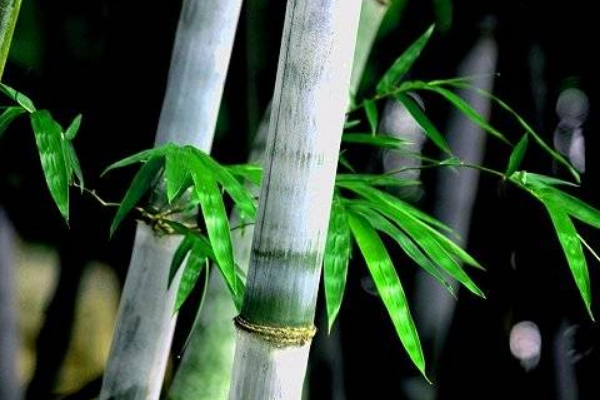 竹子应该如何种植，需做好以下几点
