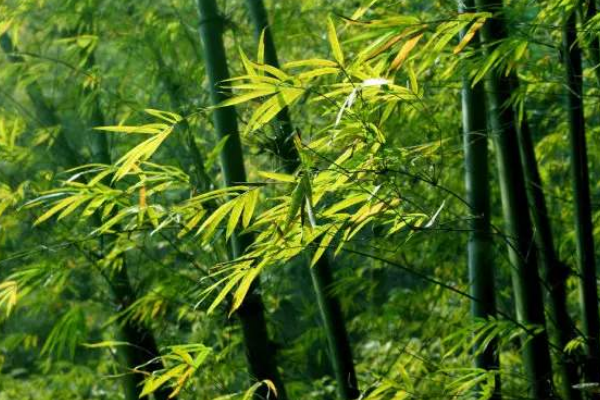 竹子应该如何种植，需做好以下几点