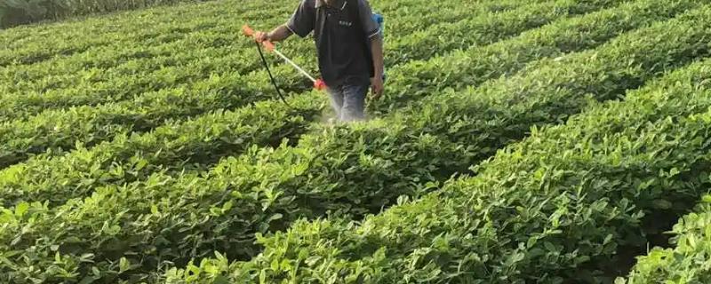 花生头遍药什么时候打