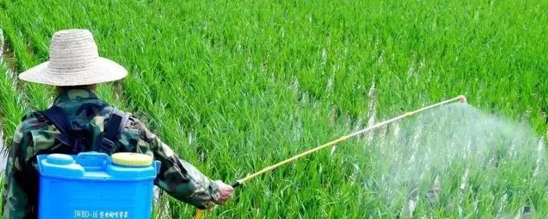水稻三棱草用什么除草剂
