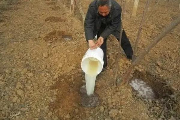 毒死蜱的作用和功效