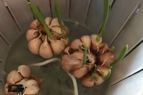 蒜苗1一7天的成长记录图