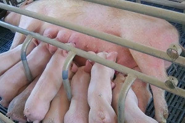 母猪断奶后不发情的原因及解决办法