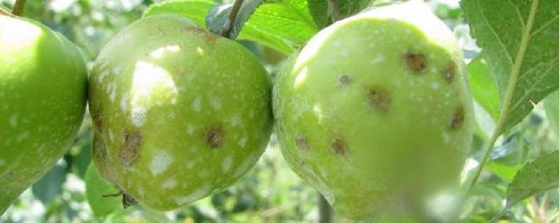 夏季苹果病虫害防治方法