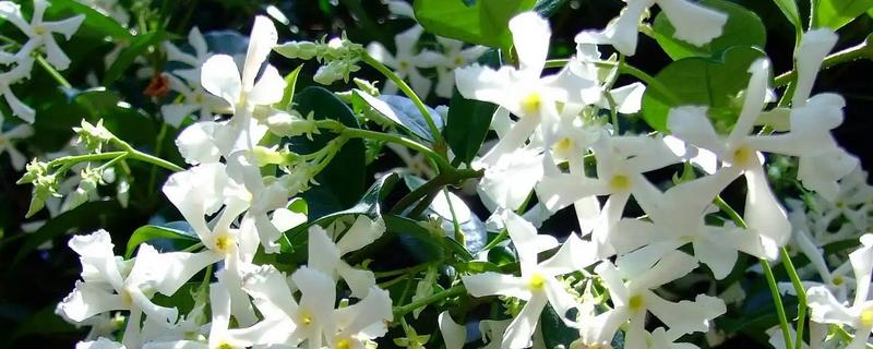 盘龙香花的养殖方法