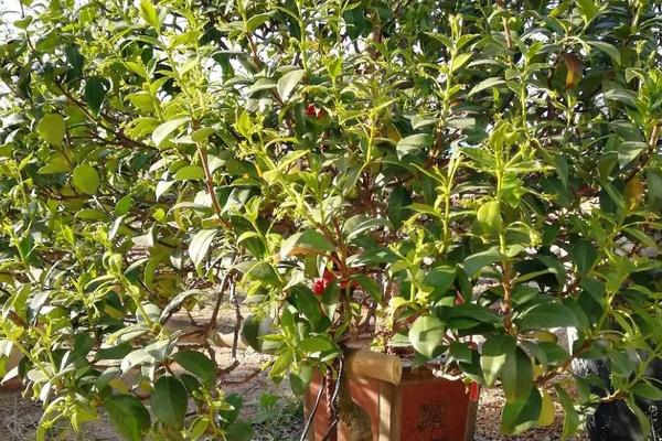 盘龙香花怎么养殖，什么是盘龙香花