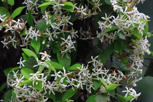 盘龙香花怎么养殖，什么是盘龙香花
