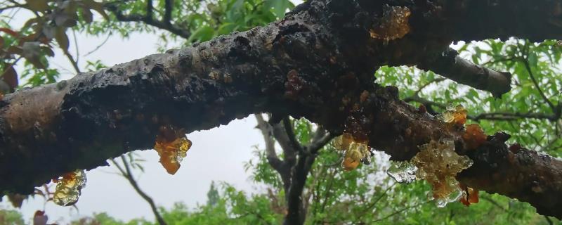 桃树出胶怎么治