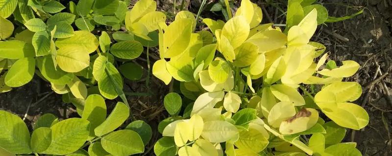 花生黄叶是怎么回事