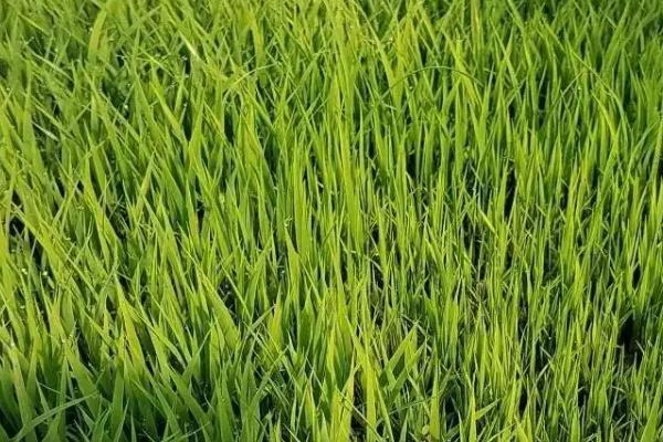 直播田禾草丹使用方法，附禾草丹稻田使用方法