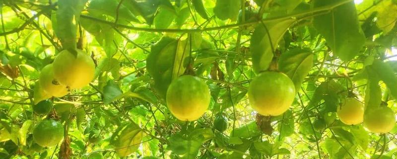 黄金百香果种植
