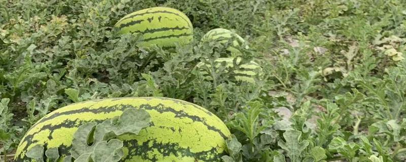 夏季西瓜种植技术与方法