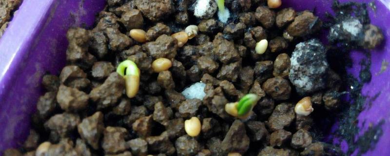 如何种植多肉植物种子