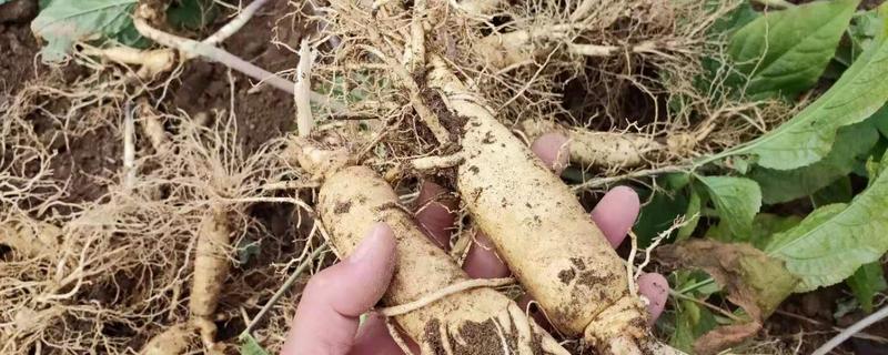 人参种植技术