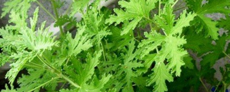 驱蚊草的繁殖方法