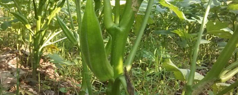 秋葵在河南可以种植吗