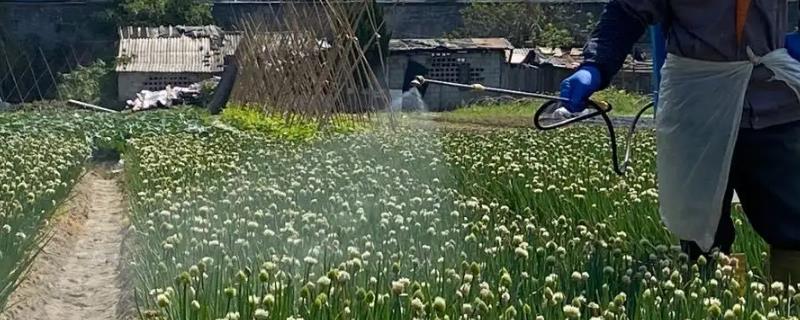 阿维菌素防治线虫用量