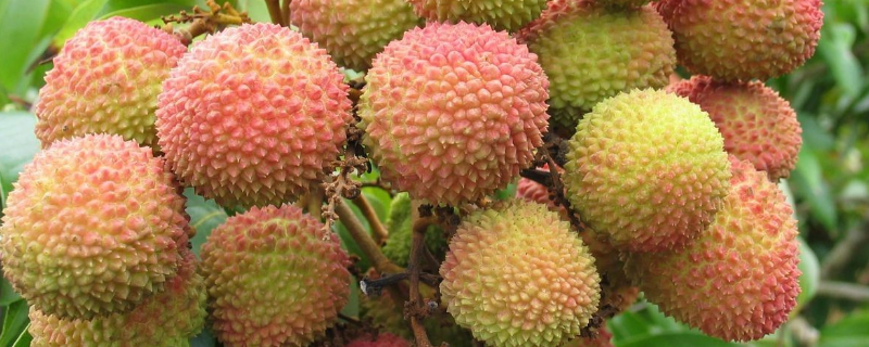 灵山荔枝什么时候成熟