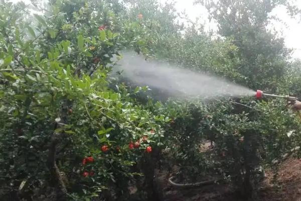 烯草酮除草剂特点
