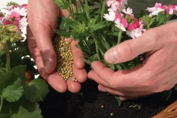 复合肥可以兑水浇花吗
