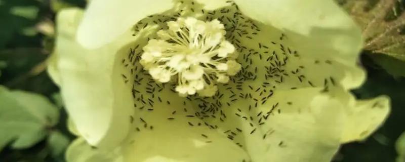蓟马的药最佳打药时间