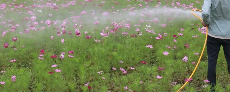氧化乐果的作用和功效