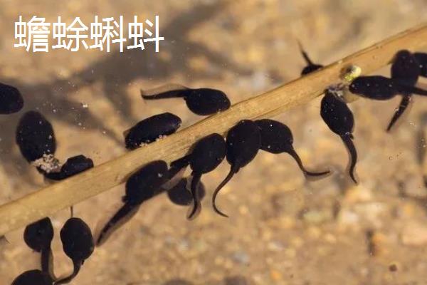 青蛙和蛤蟆的蝌蚪区别在哪里
