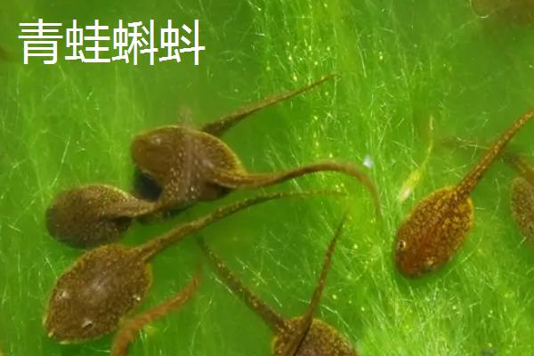 青蛙和蛤蟆的蝌蚪区别在哪里