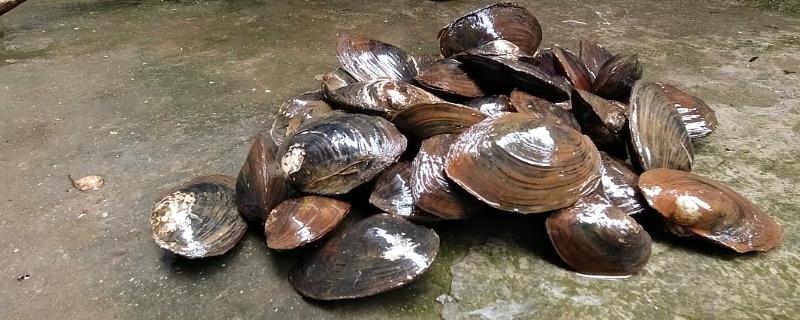 野生河蚌有毒吗