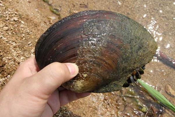 野生河蚌有毒吗